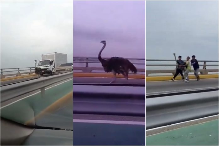 Capturaron a los dos avestruces en el puente sobre el lago de Maracaibo