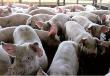 Contrabando de carne porcina amenaza empleos y salud en Venezuela