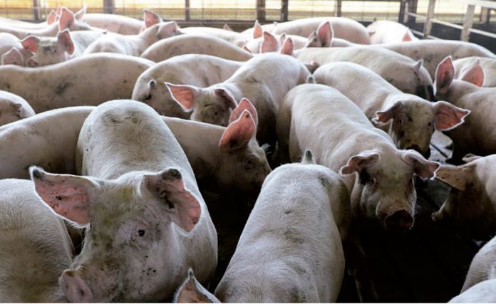 Contrabando de carne porcina amenaza empleos y salud en Venezuela