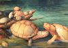fósil de tortuga