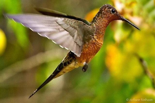 Colibrí gigante Aves 