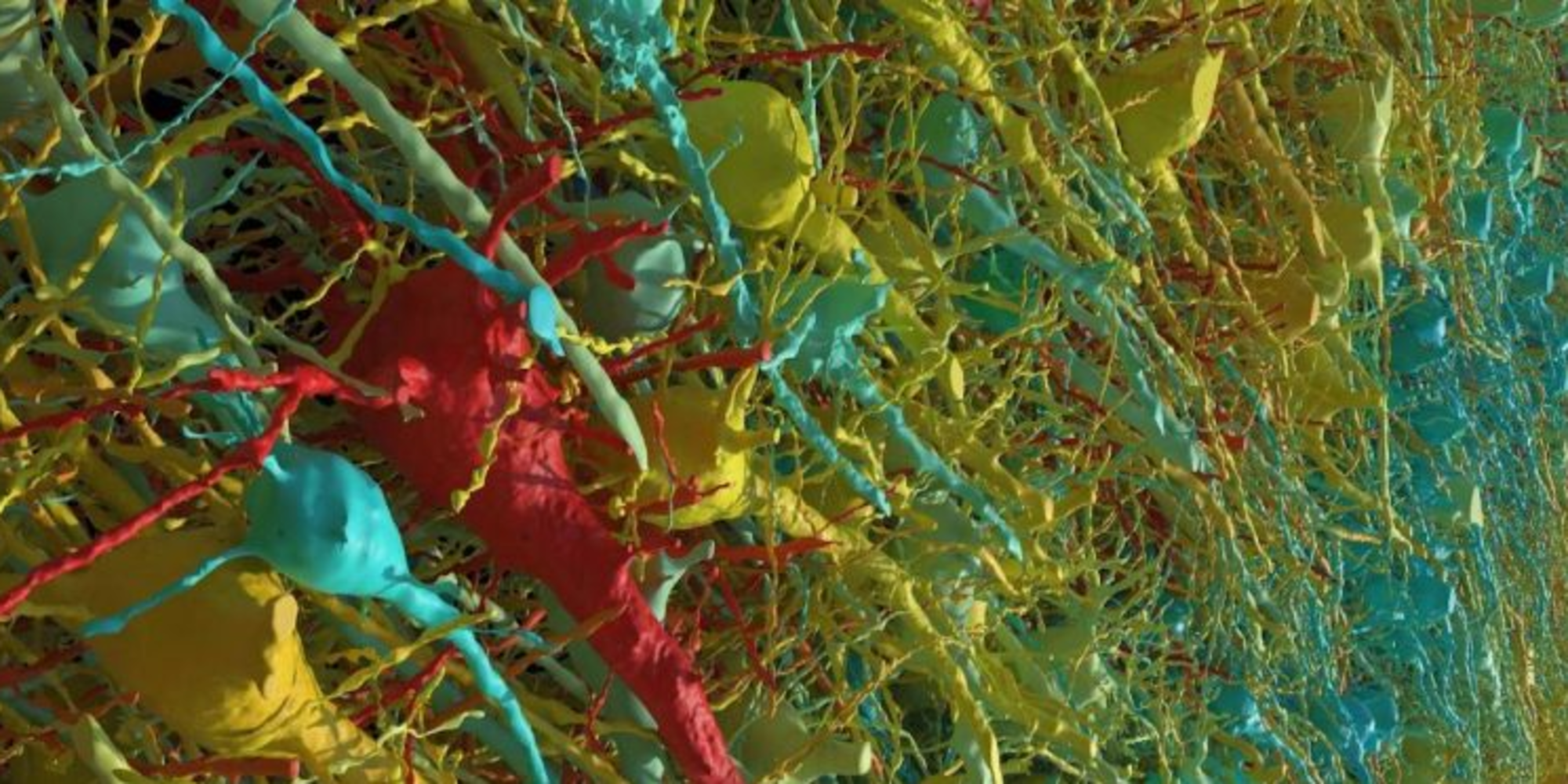 Harvard y Google reconstruyen en 3D un mm3 de cerebro humano