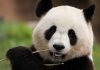 Pandas que viven en EEUU irán a China