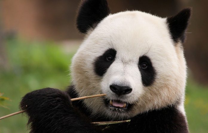 Pandas que viven en EEUU irán a China