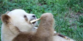 Panda pardo oso