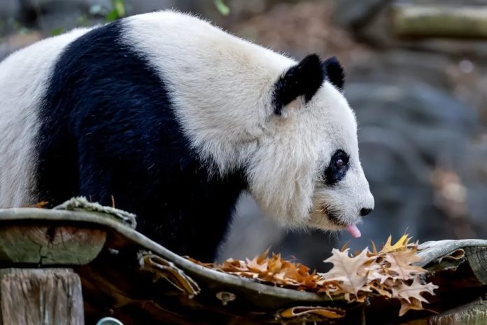 Pandas Estados Unidos