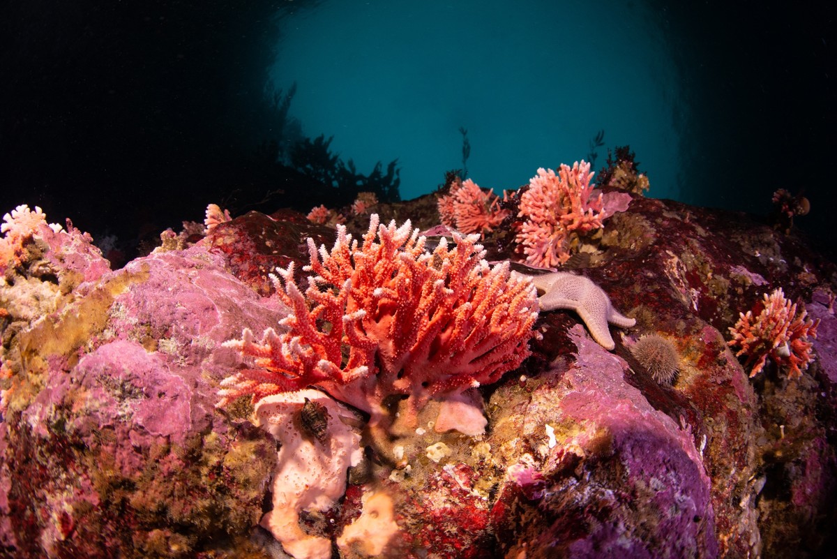 CHILE-ENVIRONMENT-MARINE SCIENCE-RED HYDROCORALS