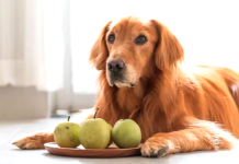 frutas perros