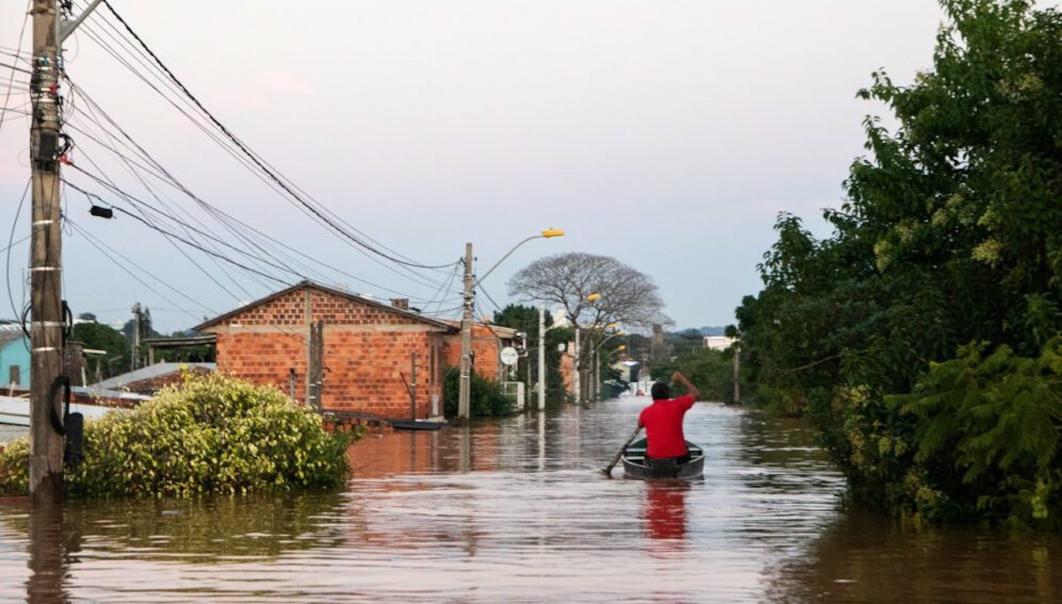 El poder de los árboles en la mitigación de inundaciones