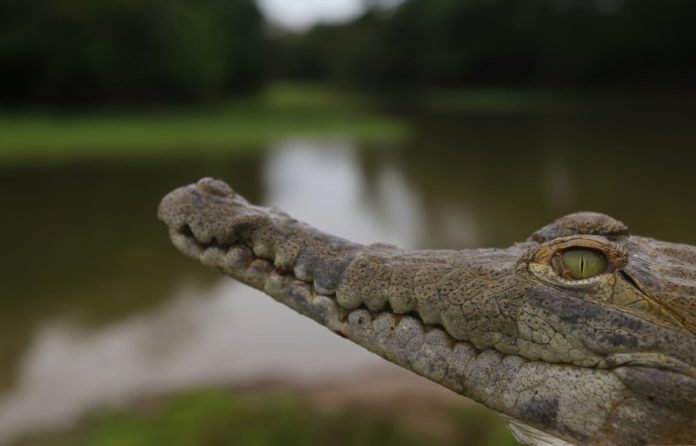 Liberaron en Apure a caimanes del Orinoco