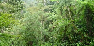 bosques tropicales venezuela