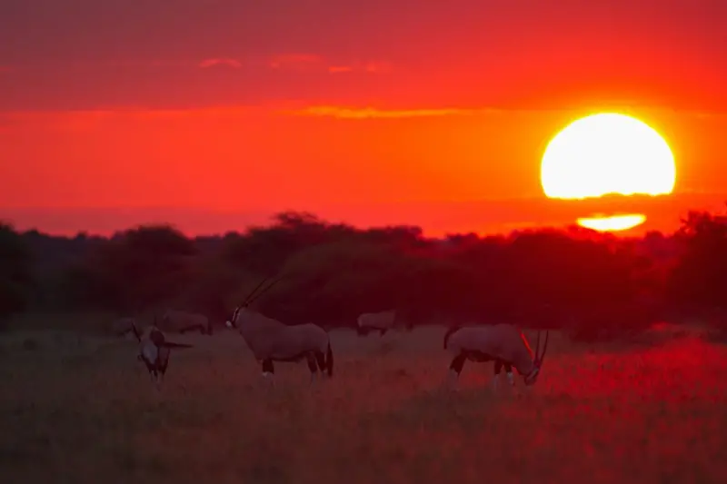 Reserva de caza del Kalahari Central al atardecer.