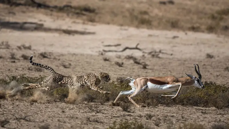 Si se movía, el antílope tenía poco chance de salvarse de las garras del guepardo.