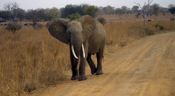 turista elefante