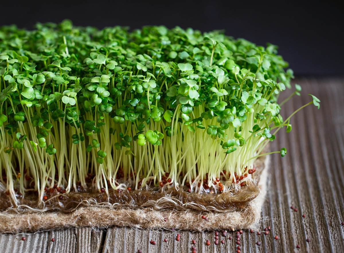 ¿Cuáles son los beneficios del té de alfalfa?