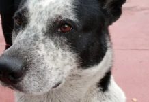 Caso de Manchas, el perro que desapareció en el Farmatodo de La Carlota. Foto: