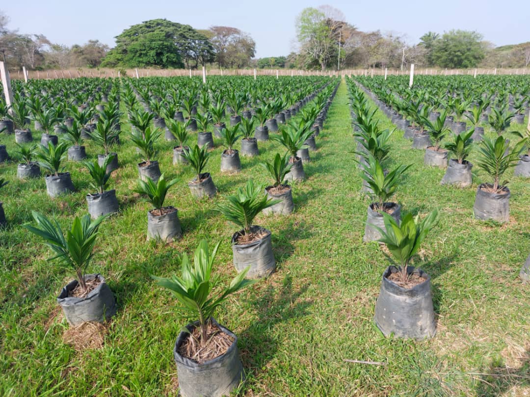 Barinas | Propietaria de finca La Nobleza denuncia que invasores se niegan a desalojar