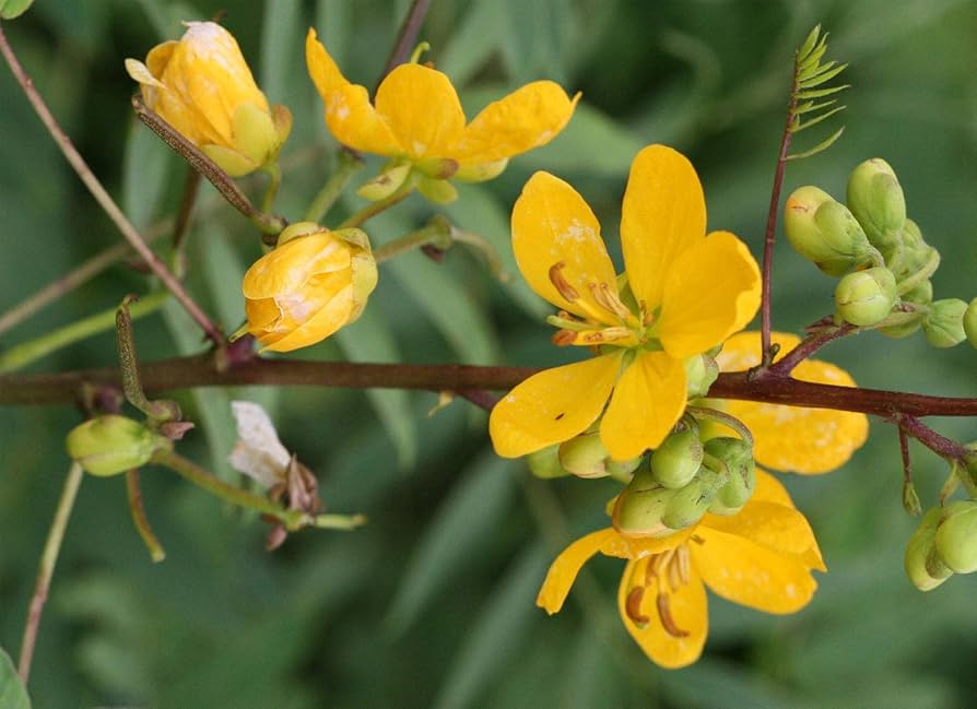 Beneficios de la brusca