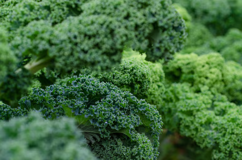 Kale Nutrición Alimentación Vegetales 