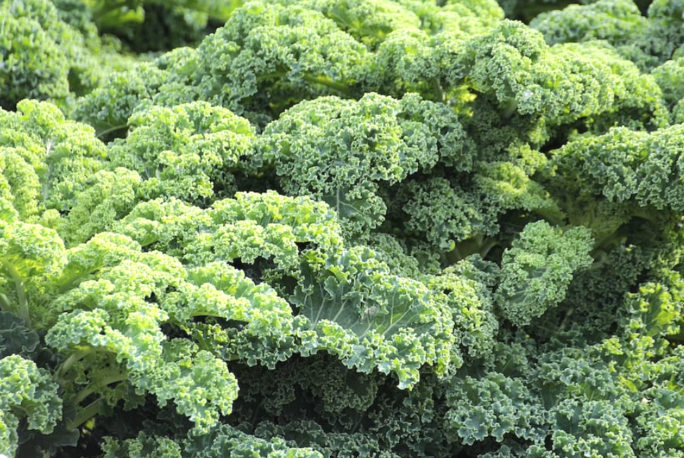 Kale Nutrición Alimentación Vegetales 