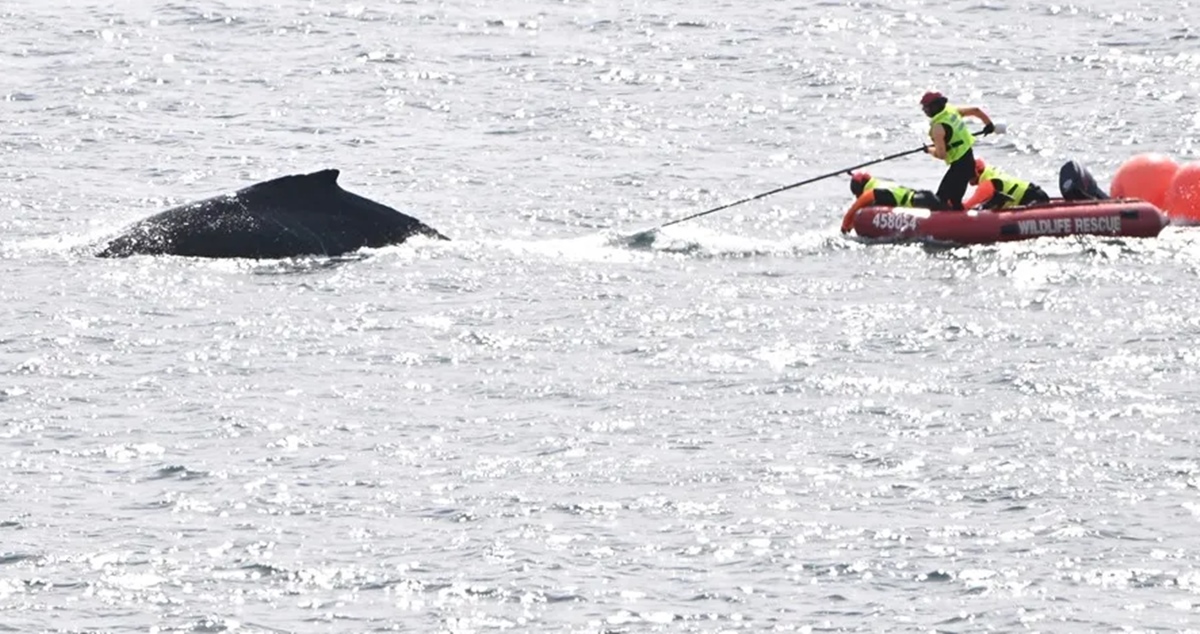 ballena atrapada en redes de pesca en la bahía de Sídney