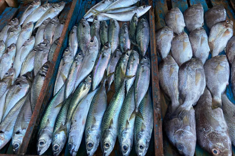 Pescadores de Sucre piden saneamiento de playas en Marigüitar