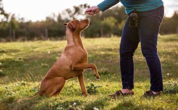 Lo afirma la ciencia: los perros asocian las palabras a objetos durante años