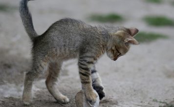 Los gatos (y no solo los perros) juegan instintivamente a buscar la pelota