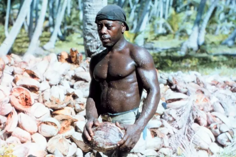 Imagen de archivo de 1960 de un isleño de Chagos recolectando cocos. Getty Images 