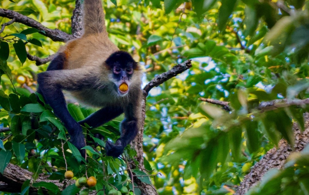 ¿Qué tan normal es el consumo de alcohol para los animales?