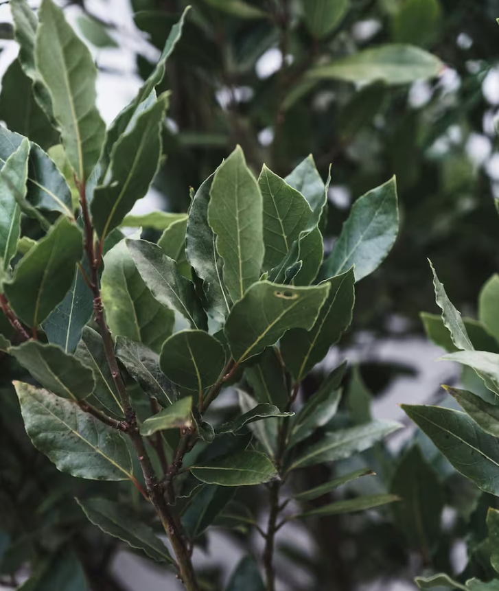 hoja de laurel