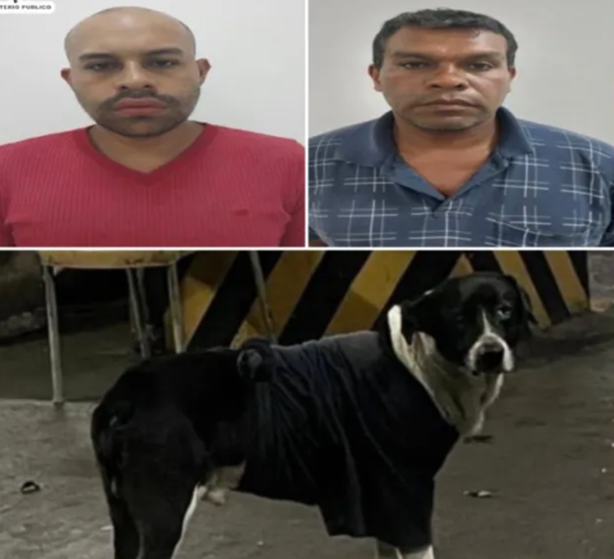 Condenaron a padre e hijo por el asesinato de un perro comunitario en La Candelaria