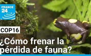 La fauna salvaje en el mundo, tema de discusión en la COP16