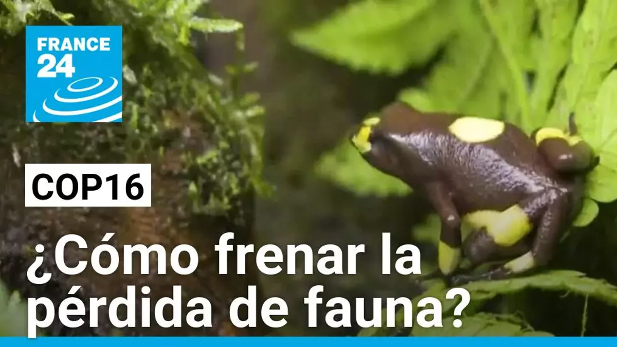 La fauna salvaje en el mundo, tema de discusión en la COP16