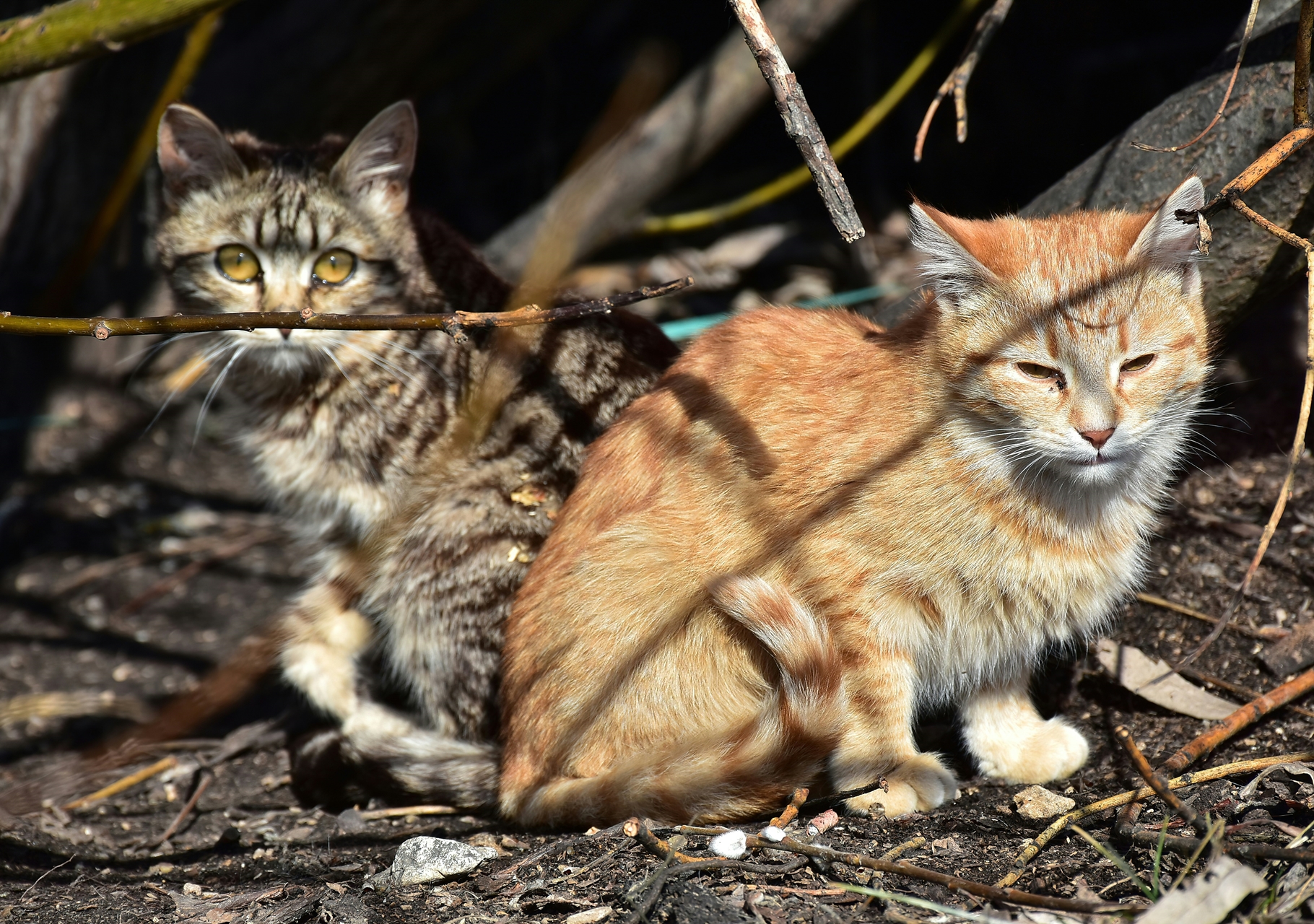 Alarmante incremento del abandono de gatos en Mérida