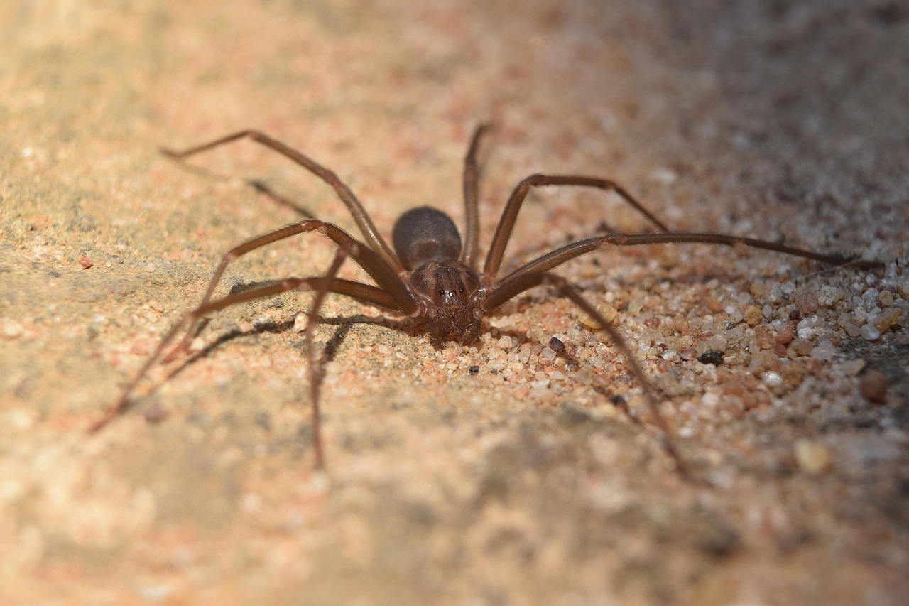 La araña violinista europea: qué se sabe (y qué no) sobre su peligrosidad real