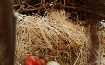 Provita anunció el nacimiento de 47 pichones de cardenalitos