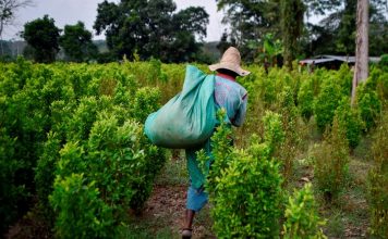 Matan a cuatro venezolanos en Colombia que trabajaban como recolectores de hojas de coca