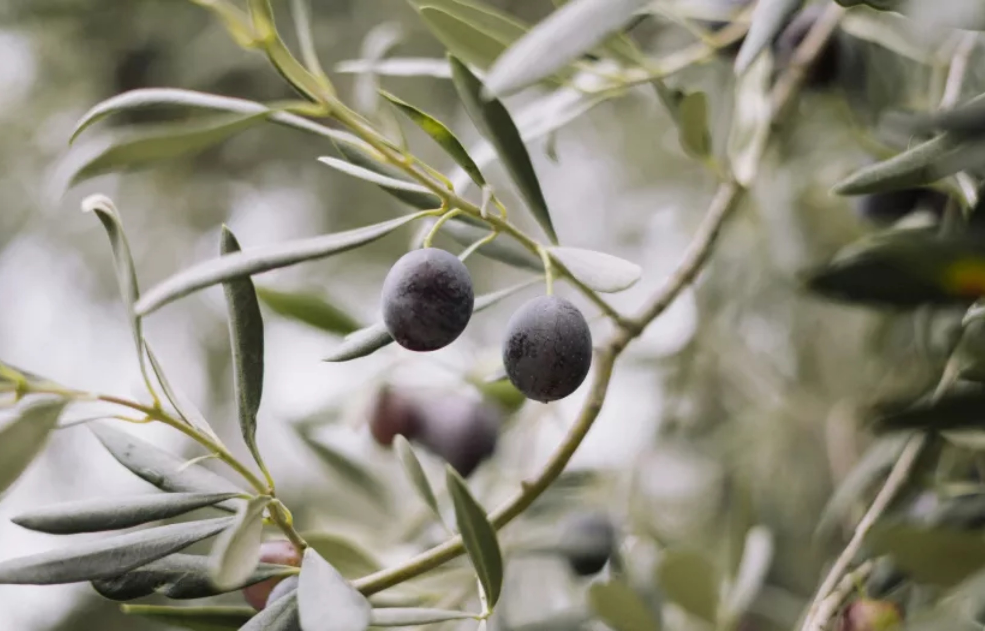 aceitunas-negras-