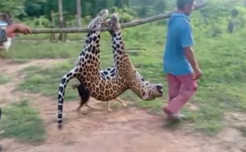 [VIDEO] Cazan jaguar en la Sierra de Perijá: ambientalistas denuncian posible desequilibrio ecológico