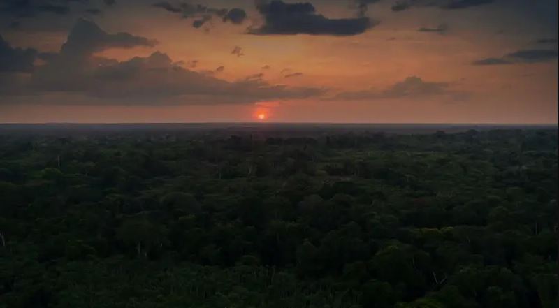 selva de Colombia 