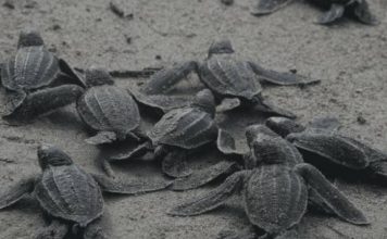 Liberan más de 300 tortugas de río en Guárico para su conservación