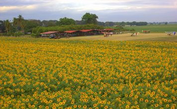 Comienza la temporada de girasoles en Portuguesa