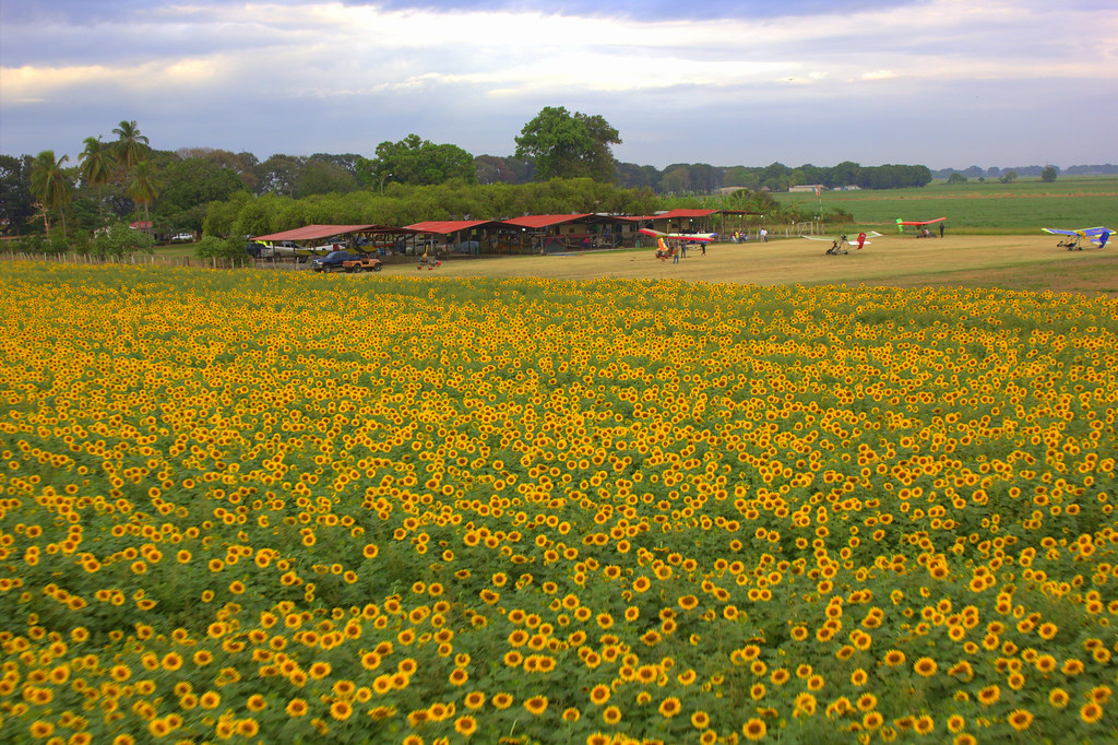 Portuguesa-campos-girasoles