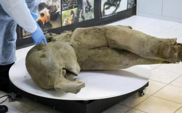 Los restos de una cría de mamut de 50.000 años de antigüedad descubiertos en perfecto estado de conservación