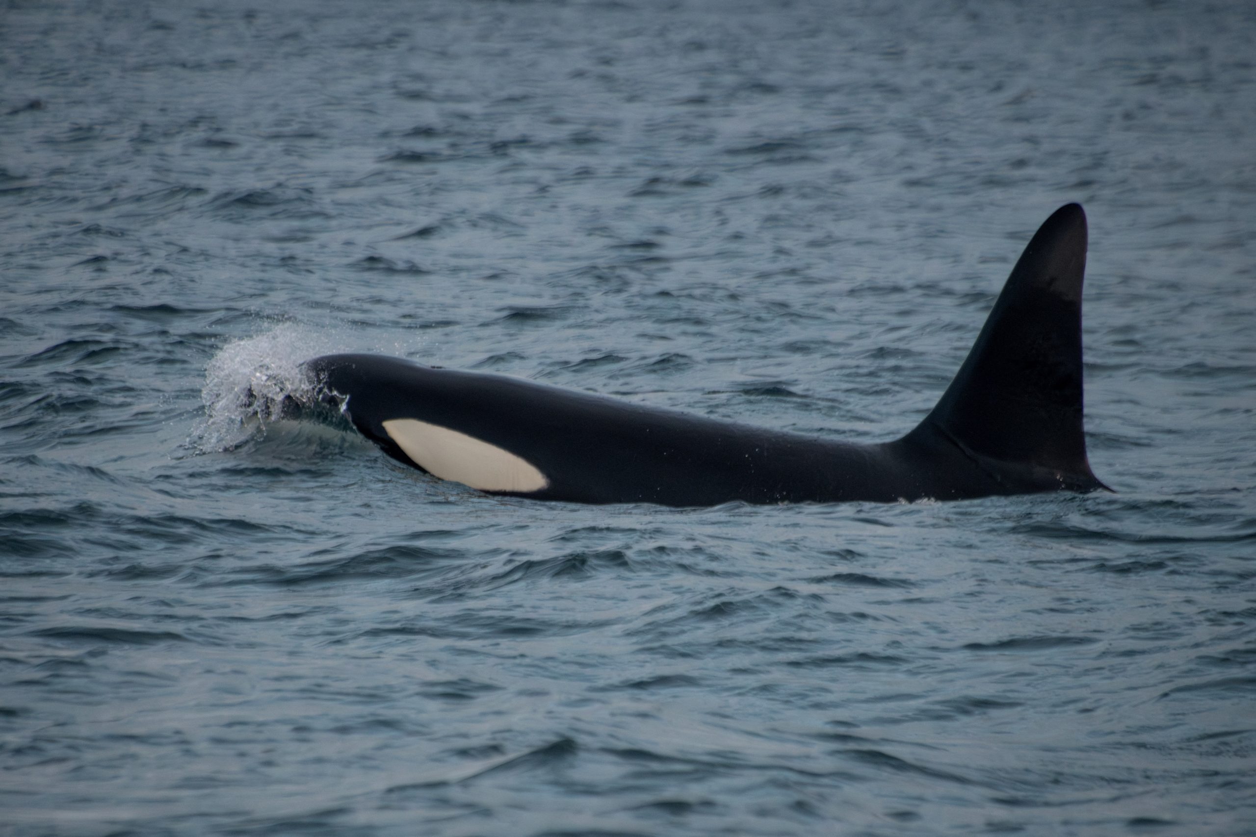 Observan a una orca cargando su cría muerta en el Pacífico