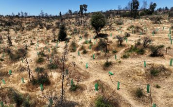 Siembran árboles más resistentes al fuego en un parque de Chile para enfrentar incendios forestales