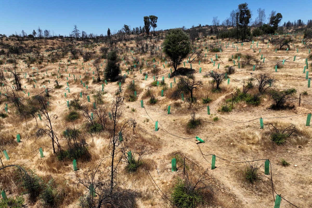 Plantan árboles más resistentes al fuego en un parque de Chile para enfrentar incendios