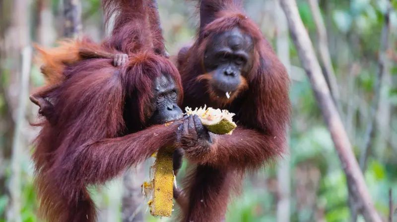 Animales Tierra Naturaleza