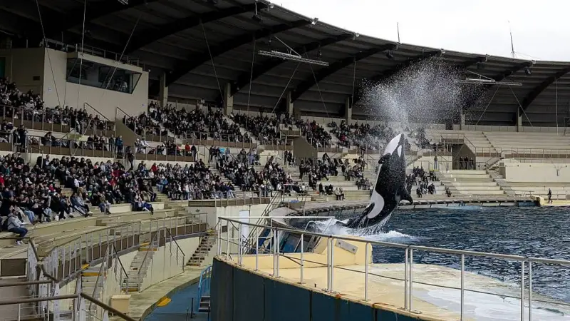 Orcas Animales Cautiverio Francia Parque Acuático